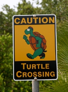 Belize/turtle_x.jpg